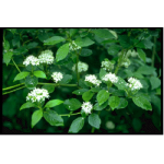 Red-Osier Dogwood